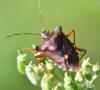 Pentatoma rufipes